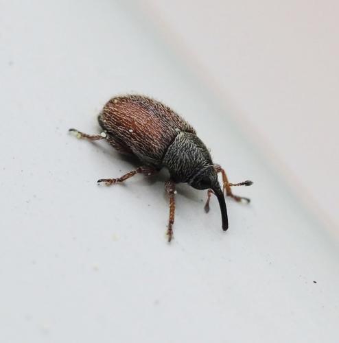 Réf. 228 203 : Mecinus pascuorum